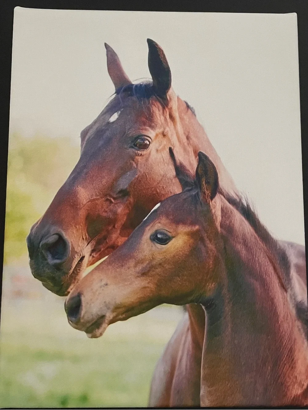 Horse Breed Chart & Horse Canvas Wall Art - Brown & Cream